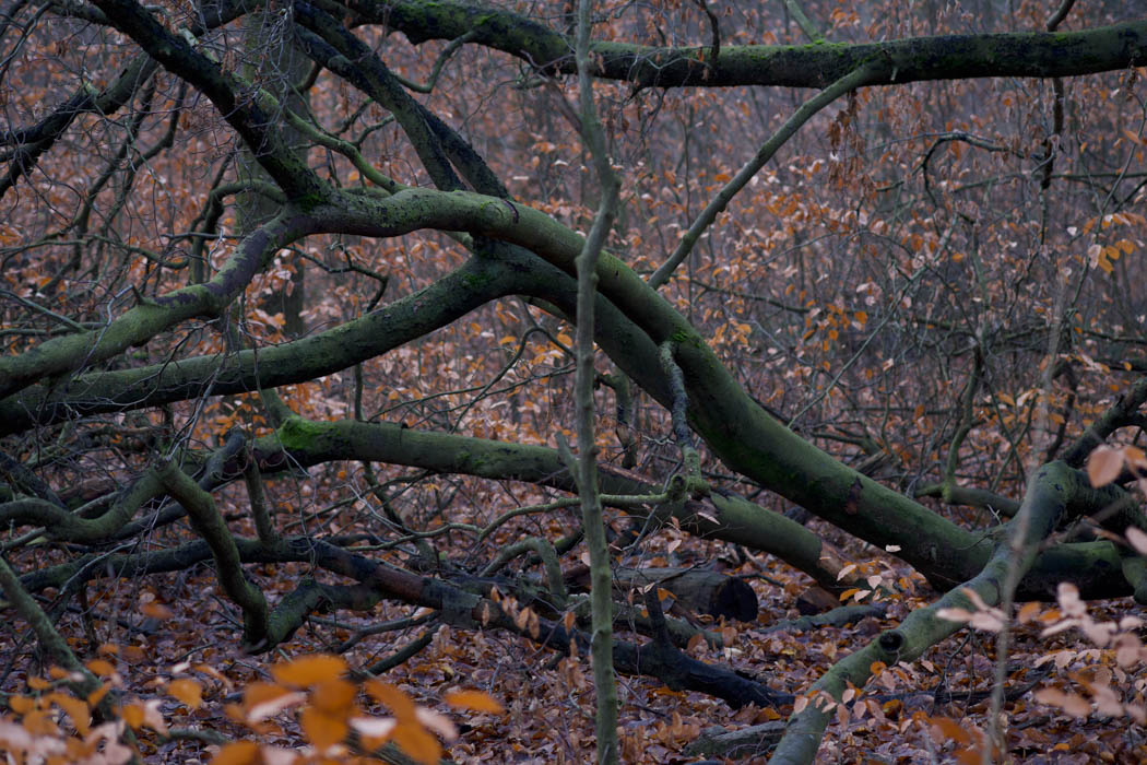 Horiztonal tree dark and mossy